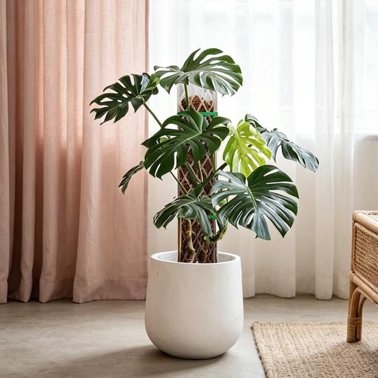 Pali di Muschio per Monstera 16 Pollici in Plastica a Forma di D Pali di Muschio per Piante Supporto per Piante Rampicanti Funziona con Muschio di Sfagno per la Crescita di Piante da Interno