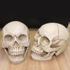 1:1 pryskyřičná socha lebky, vzdělávací a malířská, specializovaná lékařská modelová sada, realistický bytový dekorační 3D model lebky 19*15*14 cm