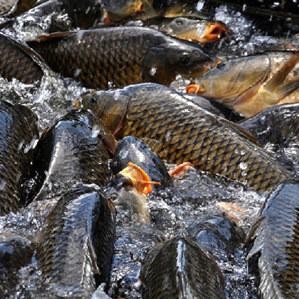 Outdoor Accessories FishingBait Additive 1 Pc 60ml