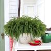 Plastic Simulation Ceder Branches DIY Wreath Christmas Pine Stem  Christmas
