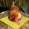 Chicken Laying Pads Washable Chicken Roosting Pad Breathable Coop Supplies Reusable Laying Mat for Poultry Farming Backyard