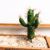 Simulation Succulent Artificial Flower Tropical Plant  Creative Home Decor Creative Decor  Office, Hotel Decoration