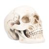 Animal Skull Model Skull Decoration Ornament Resin Craftwork Halloween Props for Home Party Decor