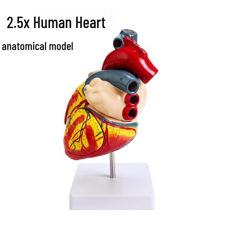 2.5x Magnified Human Heart Anatomy Model - 4-Part Detachable Organ Replica 03219