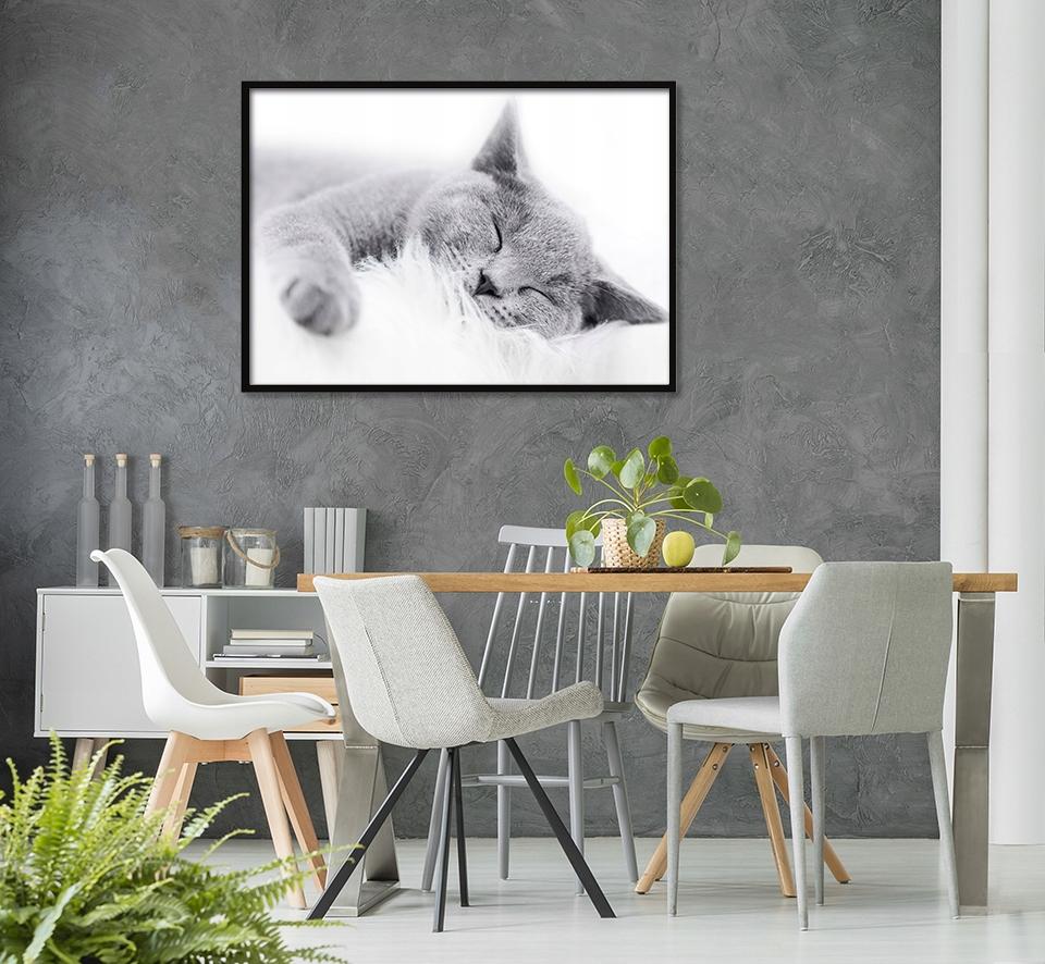 Picture, Poster In a Frame 53x73 Cm Cat P502 Horizontal