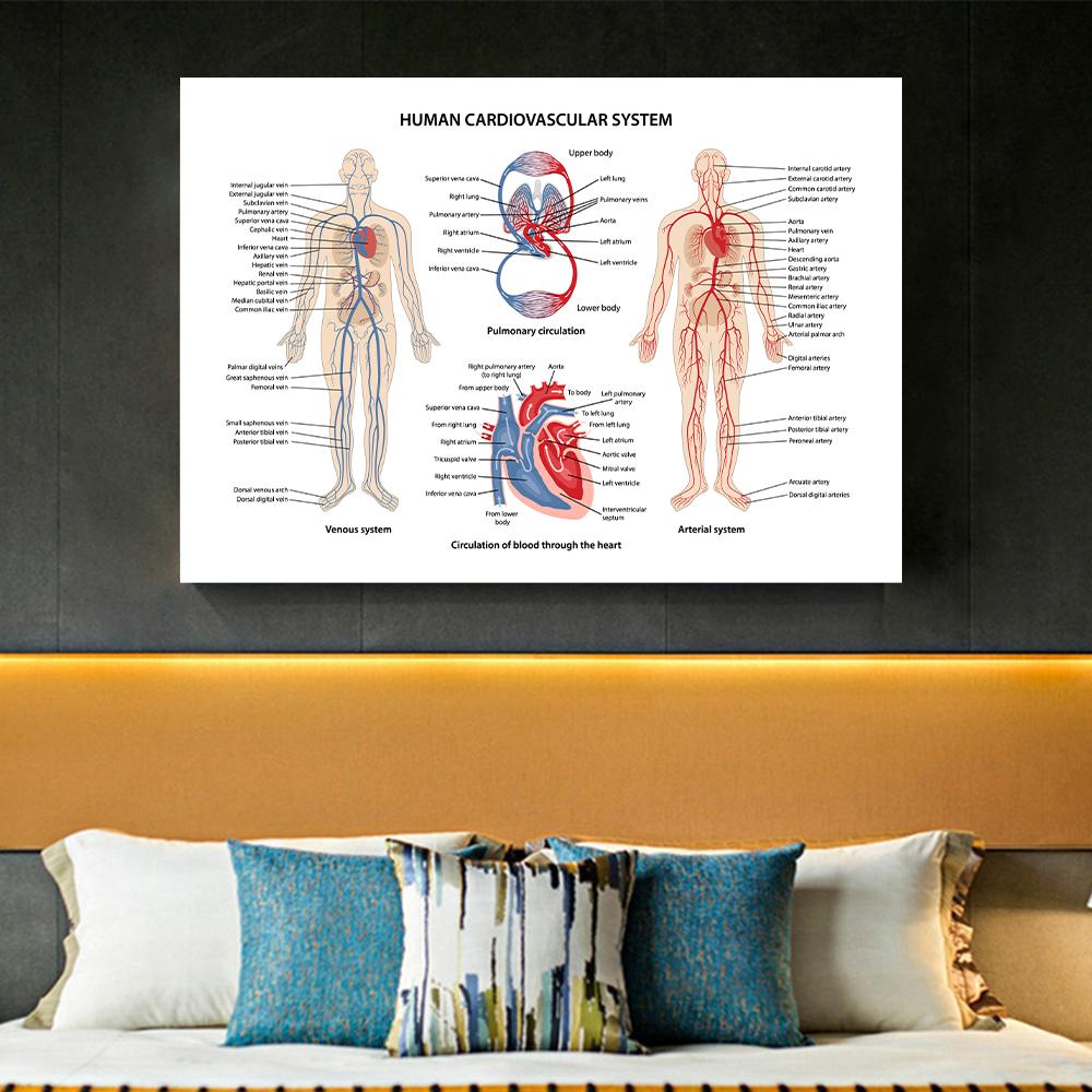 Posters e Impressões do Sistema Muscular Gráfico de Anatomia Corpo Humano Escola Ciência Médica Educacional Pinturas em Tela Decoração de Casa