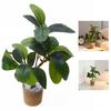Life Like Miniature Plant For 1/6 Doll House Decoratio Potted Plant Scene Displaying Accessories For Craft Model Project