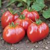 50 Red Pear Tomato Seeds - SemiSauvage Permaculture