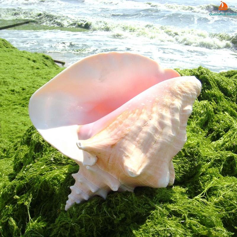 Natural Conch Sea Shell Large Conch Collector Wedding Decor Beach Theme Party Home Decor Beach Decorations
