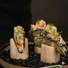 Dřevěné podnosy na sushi Stojánek na hand roll Speciální příbory Mísa na sashimi Podnosy na občerstvení Dezertní talíř Mísa na dim sum Stojany na vystavení Stojan na dort