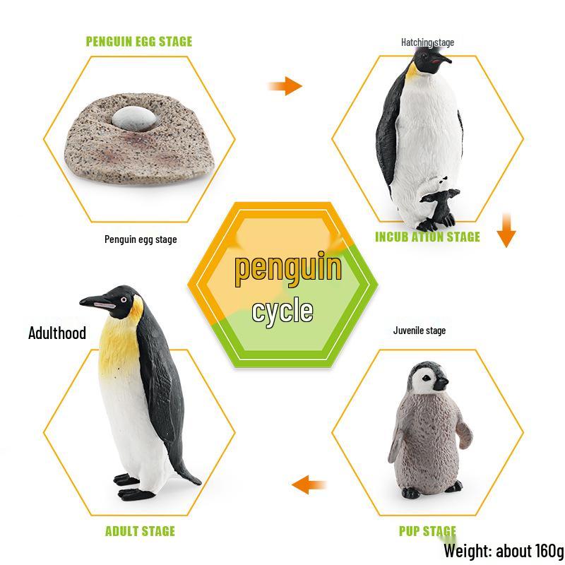 Animal Growth Cycle Models: Chicken, Duck, Goose, Butterfly, Turtle, Frog Montessori Teaching Figurines