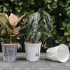 Water Storage Flower Pot Green Plant Pot Butterfly Orchid Breathable Root Control Pot Self Absorbing Transparent Lazy Planters