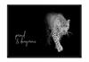 Picture, Poster In a Frame 53x73 Cm Animals P625