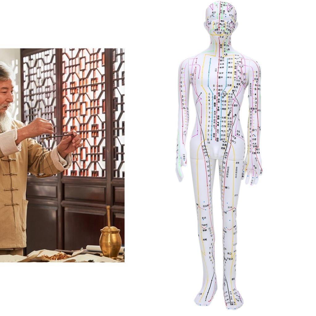 60cm Acupuncture Model Human Acupuncture Meridians Model with Base Acupuncture Needle Set