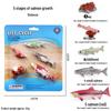 Cross-border Simulation Animal Suction Toy: Butterfly, Rooster, Ant, Frog, Sea Turtle, Mosquito Growth Cycle Models