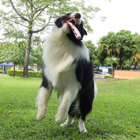 Dog Sausage Chew Toy Dental Health Pet Toy Mental Stimulation Treat Dispenser Interactive Puppy Toy for Aggressive Chewers Small Medium Large Dogs