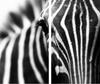 Szklana Deska Do Krojenia 2X 30X52 Zebra