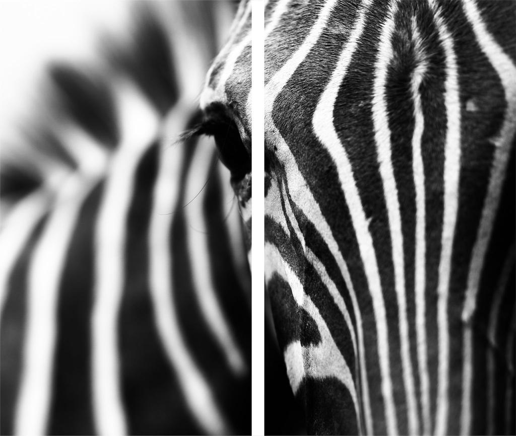 Szklana Deska Do Krojenia 2X 30X52 Zebra