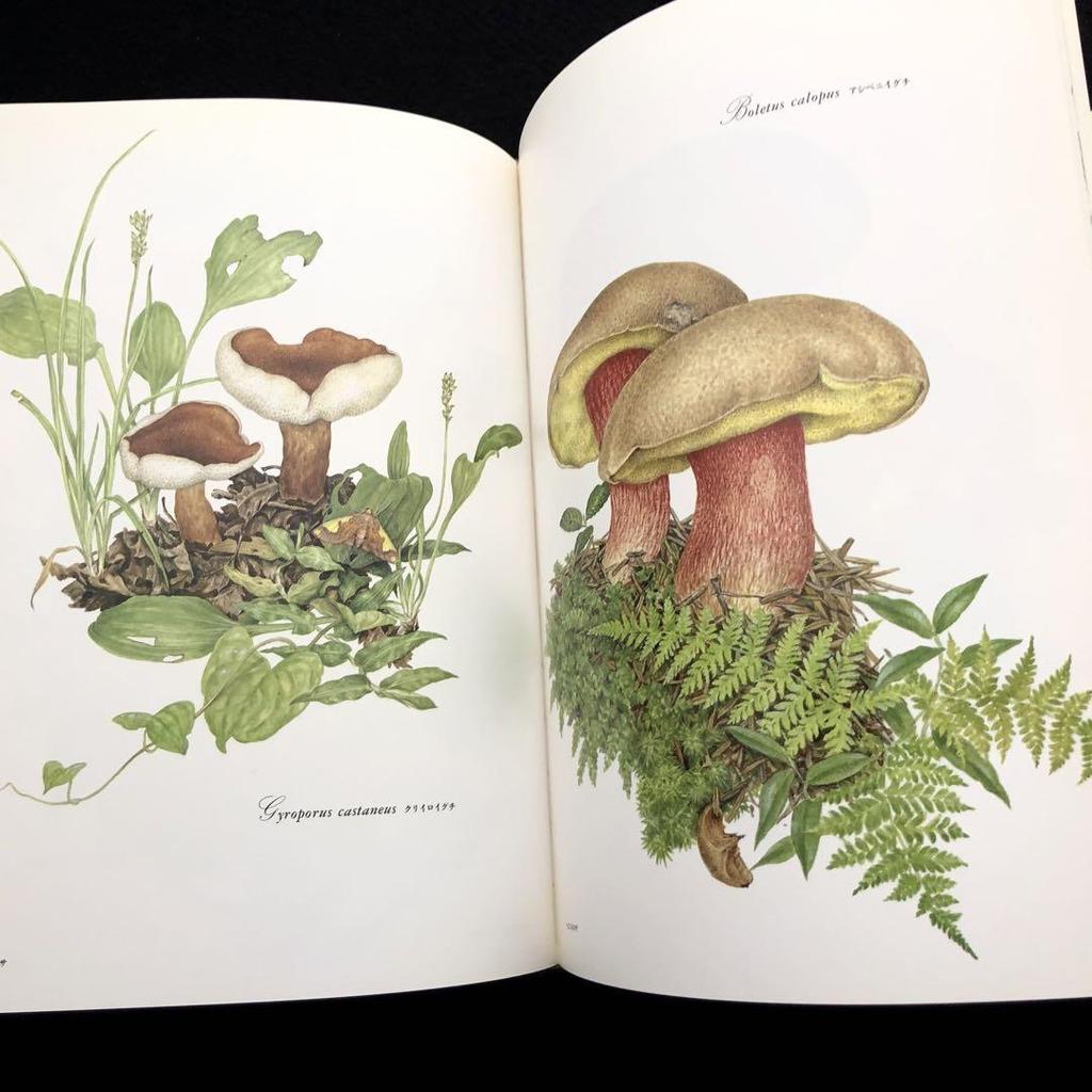 [USED] Michiko Kobayashi Art Collection "Mushrooms" 1993 First Edition Yama-to-Keikoku-sha