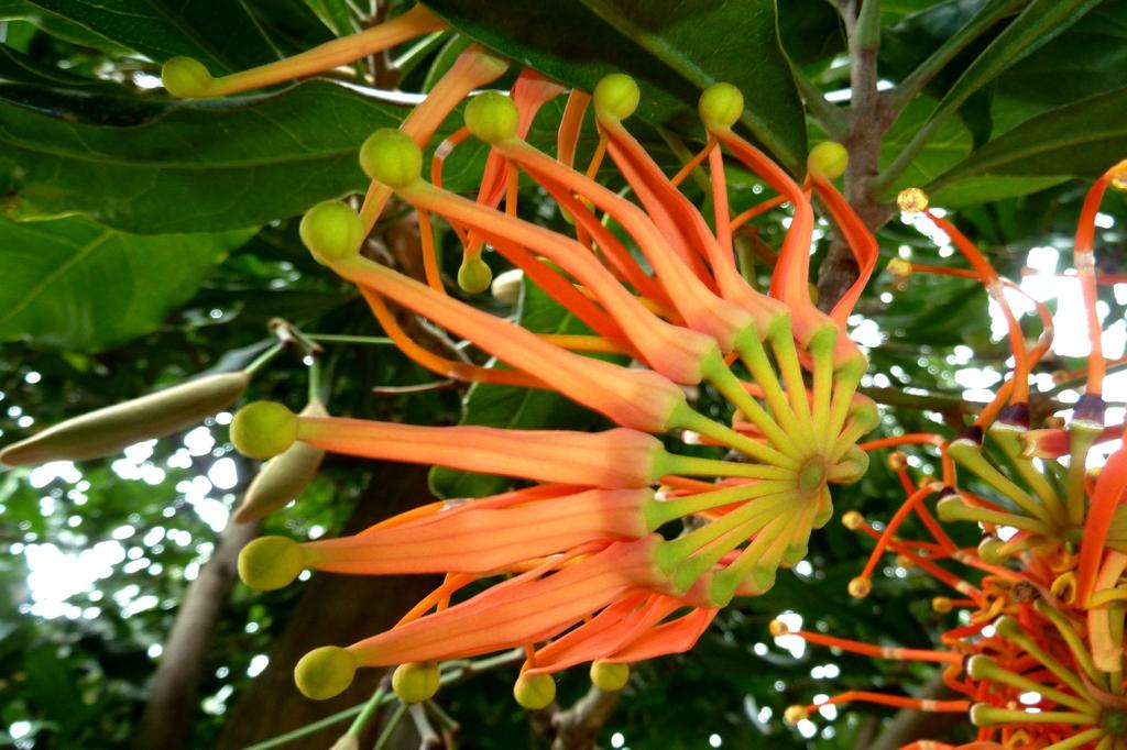 SAFLAX Firewheel Tree - 20 semen - Se substrátem pro lepší pěstování - Stenocarpus sinuatus