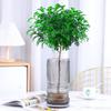 Hydroponic Fragrant Wood Indoor Plant | Insect & Mosquito Repellent | Evergreen Year-Round Desktop Decor