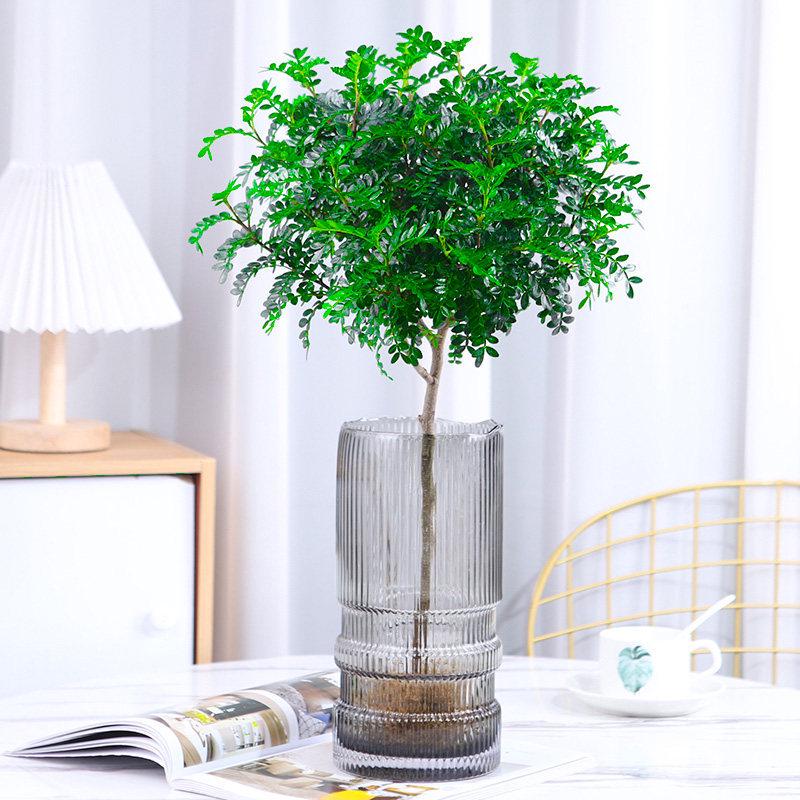 Hydroponic Fragrant Wood Indoor Plant | Insect & Mosquito Repellent | Evergreen Year-Round Desktop Decor