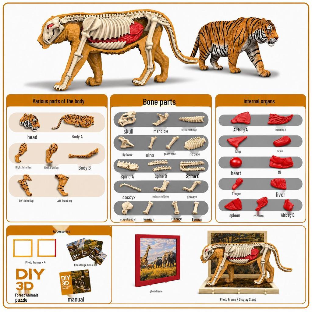 DIY 3D Dinosaur Skeleton Model: Tyrannosaurus & Triceratops