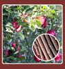 100g Hamster Sweet Bamboo Stick Molar Stick Toys Apple Twig Rabbit Dutch Pig Chewing Twig Nibble Small Pet Toy Dried Molar Toys