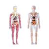 3D Educational Human Body Model with Skeleton & Organs for Kids