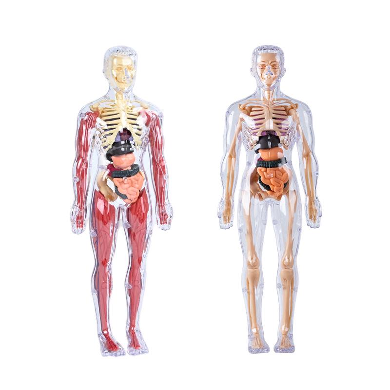 3D Educational Human Body Model with Skeleton & Organs for Kids