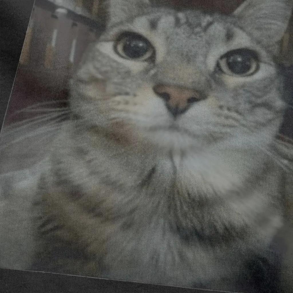 Herren Warte ich bin der Beste Meme Katze T-Shirts 100% Baumwolle Kleidung Lustige Kurzarm Rundhals T-Shirts Neuankömmling T-Shirt