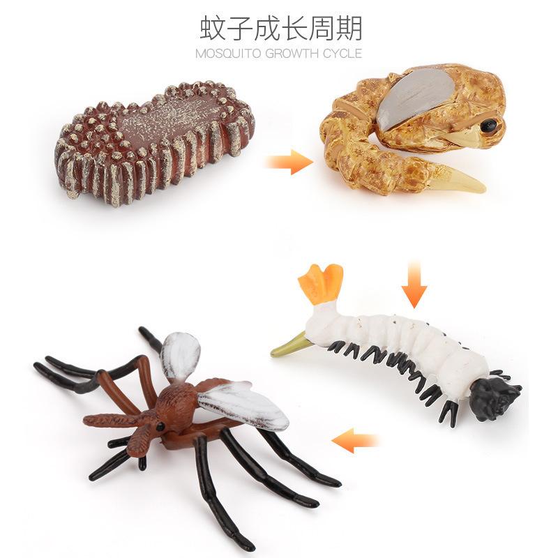 Hot Animal Life Cycle Board Children Toys Montessori Teaching Aids Plant Animal Growth Cycle Model Set Preschool Cognitive Toys