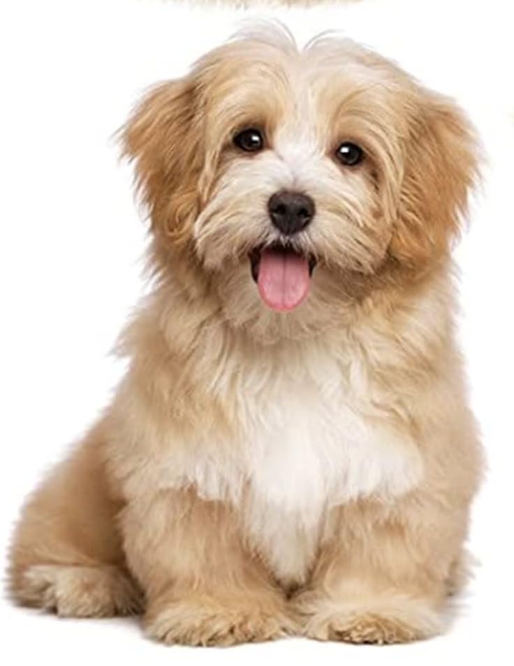 Cotton Gobble Dog Chew Dog Toy with Stress and for Medium Dogs x CHIPP'S Toy, Rope, Teething, Relief, Anti-Mischief, (Gray 2)