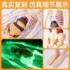 Children's Human Anatomy Model Toy: DIY Organ Assembly & Skeleton Structure