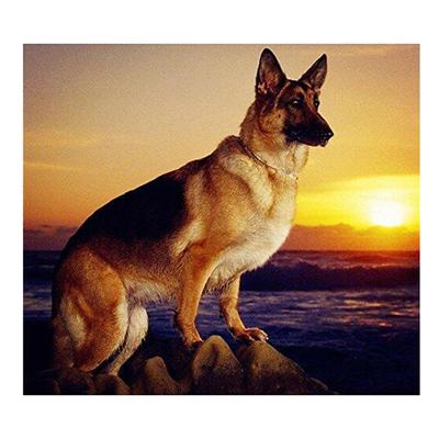 5D Diamantbroderi Dyrehyrdehund Diamantmaleri Solnedgang Korssting Mosaikk Rhinestones Hjemmeinnredning