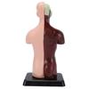 Human Body Anatomy Model 7 Removable Parts 10.24 Inch Human Torso Anatomical Model for School Medical Education Display