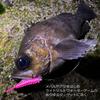 Berkley SW Sand Sardine inch Glow Krill Gulp! 1.8 G2SQSDSD1.8-GOK (Ajing, Mebaru)