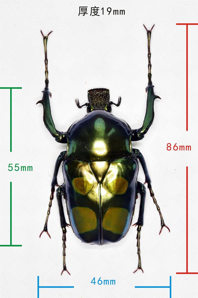 Nirvana Giant Scarab Beetle Refrigerator Plastic Finished Product Figure, Coleoptera, Ornament, Magnetic, Realistic, Adult, Illustrated, Insect,