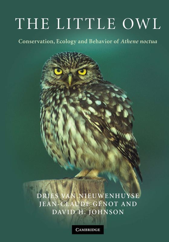 Лесной сыч. Домовый сыч. The little owl. Домовой сыч птица. Owl babies by martin waddell.