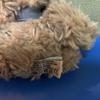 [USED] Bukowski Teddy Bear Stuffed Animal