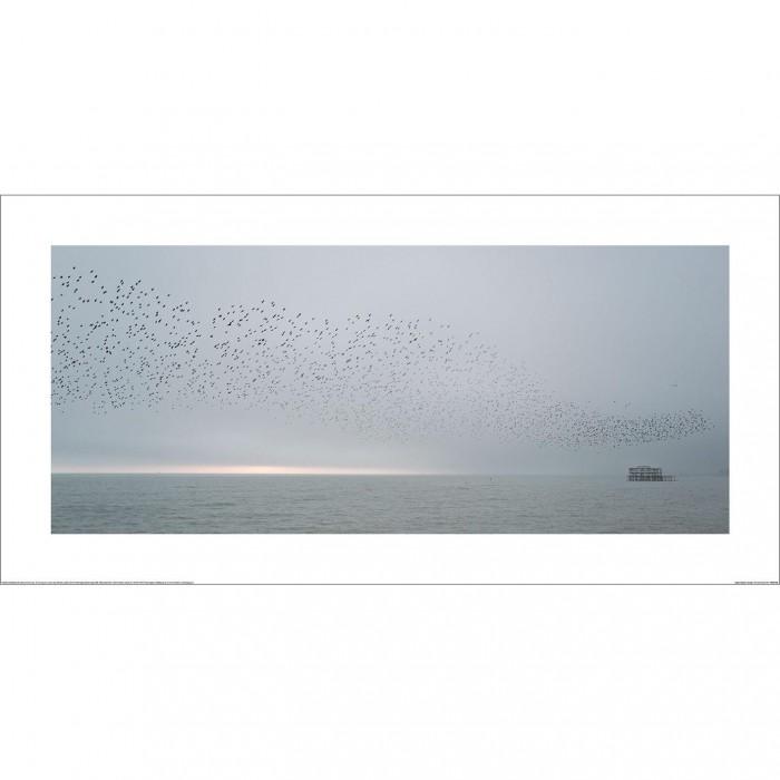 Howard Shooter England Brighton Starlings 2 Print