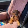 Silver Dog Car Seat