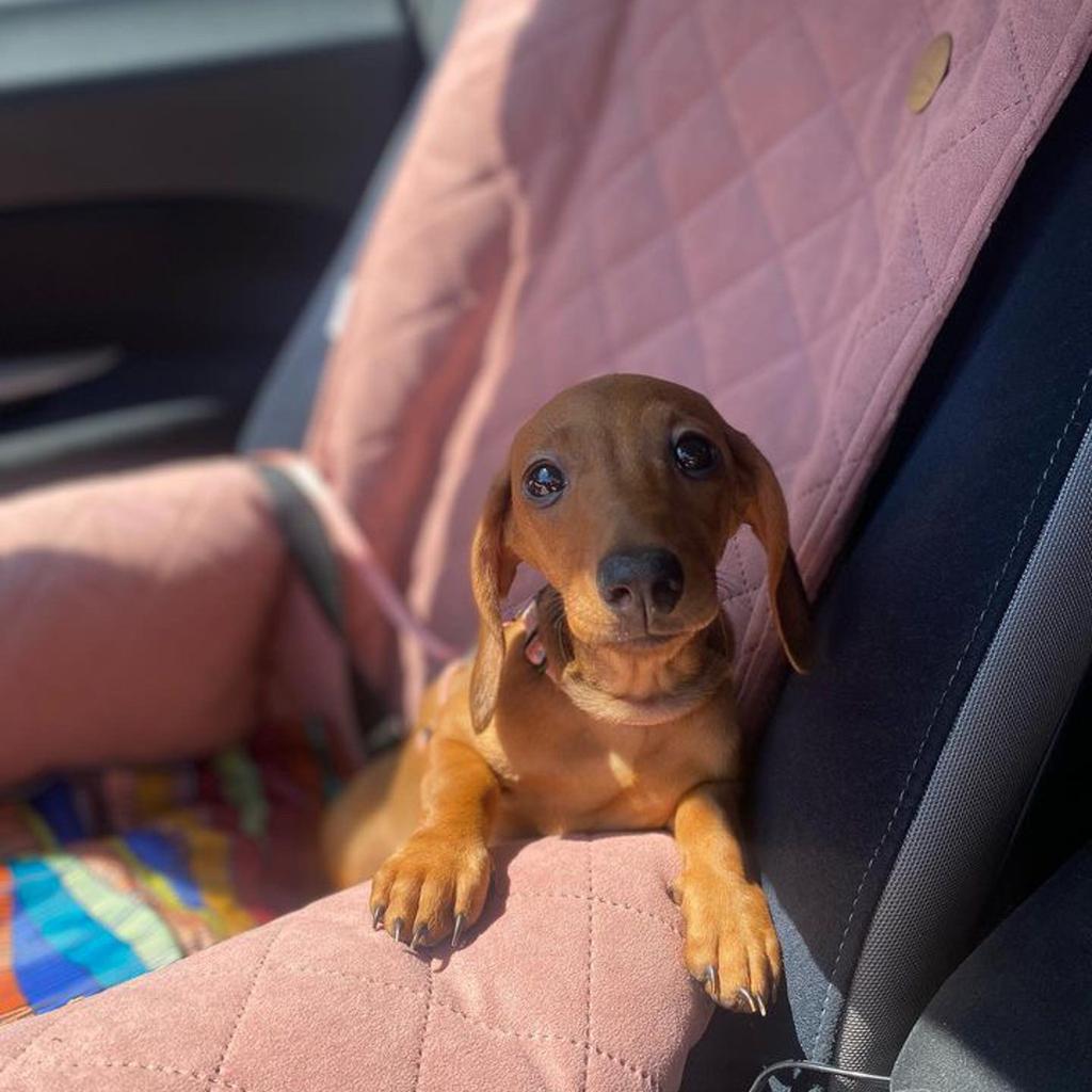 Silver Dog Car Seat