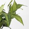 Plante Artificielle - Mica Decorations - Hosta - H65 X Ø40 Cm - Vert - Sans Entretien