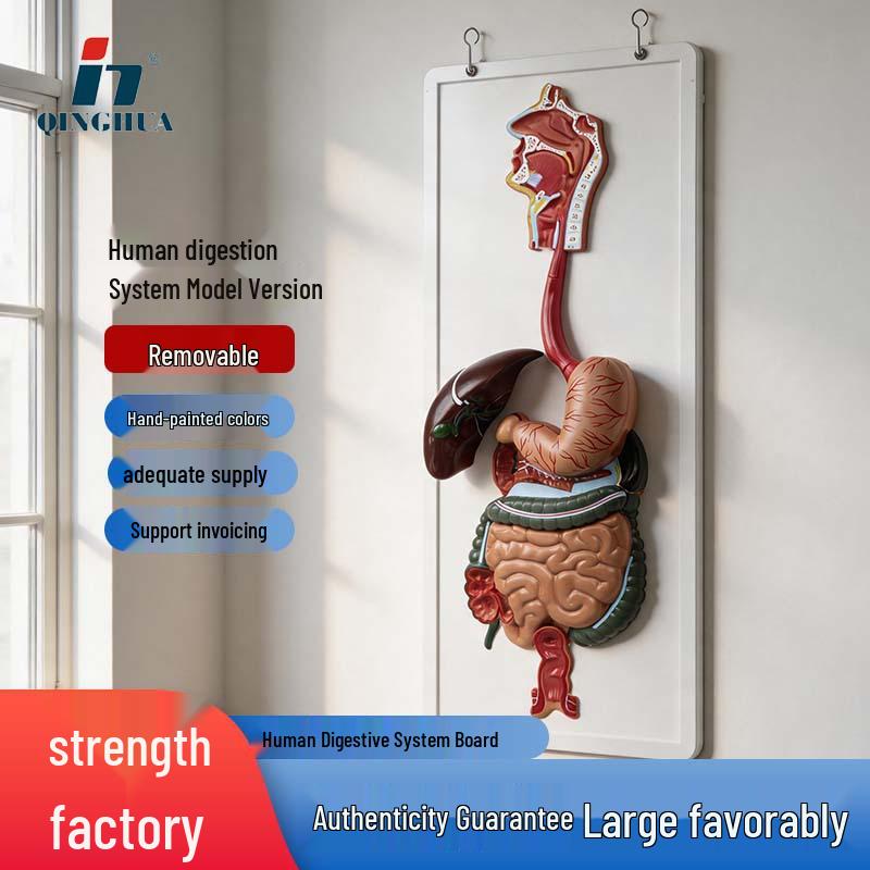 Human Digestive System Sagittal Model: Stomach Fundus, Tract, Nasopharynx, Intestines Anatomy QH3330-1