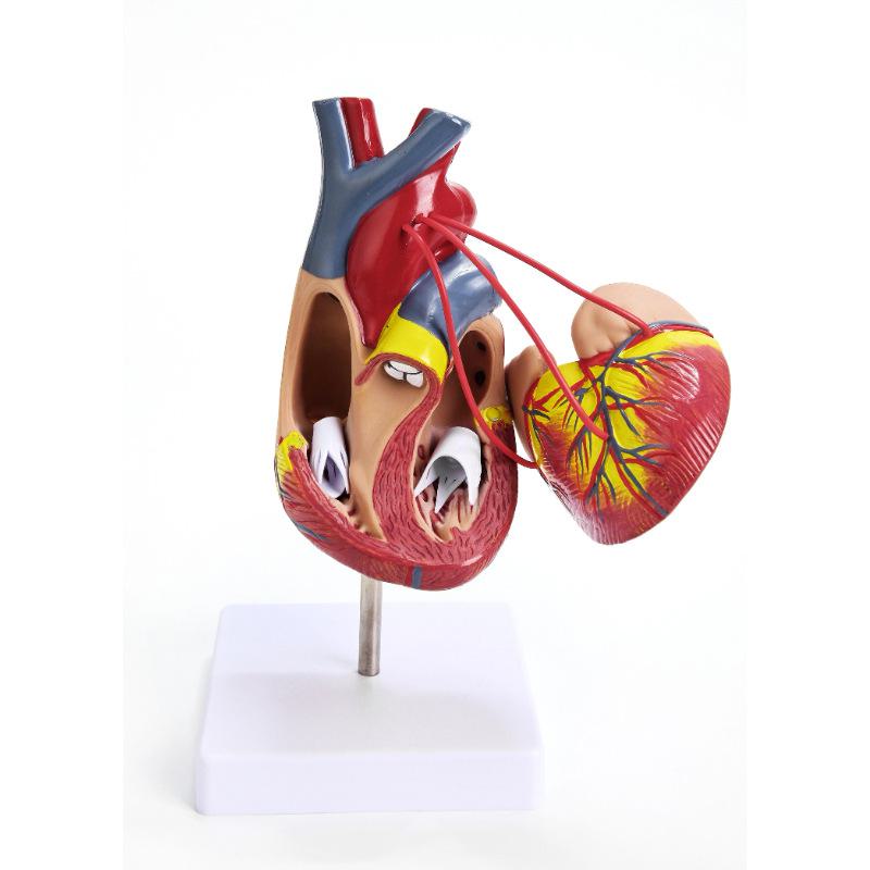 Grande strumento didattico per l'anatomia del cuore umano, 1:1 modello in scala con colori naturali e caratteristiche ecografiche.
