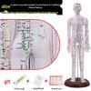 Traditional Chinese Medicine Acupuncture Model: Full-Body Meridian Acupoint Diagram for Needle Practice