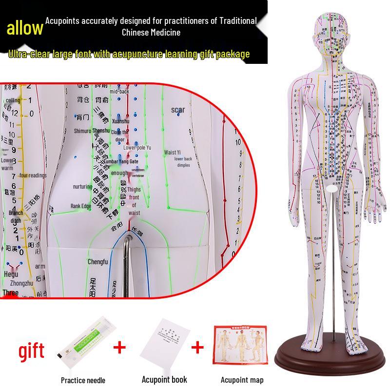 Traditional Chinese Medicine Acupuncture Model: Full-Body Meridian Acupoint Diagram for Needle Practice