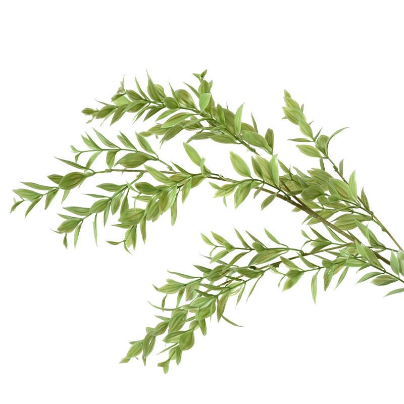 Deliciosa Liebm Monstera And Eucalyptus Citriodora Hook Green Plants Decor