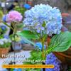 Solar Garden Lights Outdoor Waterproof LED Hydrangea Flower Light Villa Courtyard Decoration Lawn Landscape Lighting Solar Lamp